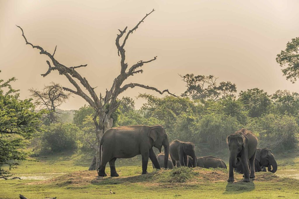 Elephants in Yala National Park in Sri Lanka