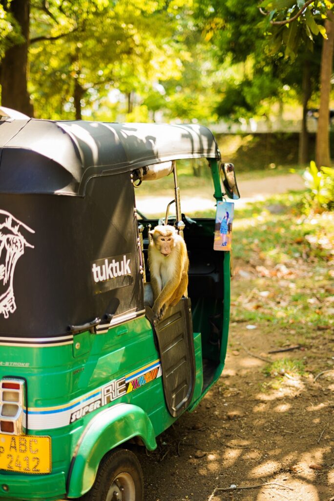 A tuktuk and monkey in Kataragama