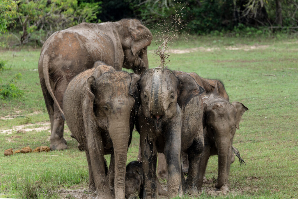 Nature's playful giants - Witness the heartwarming sight of elephants frolicking at Minneriya National Park